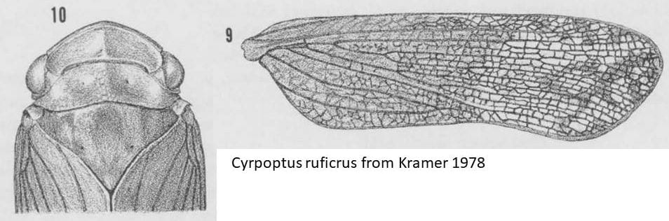 Cyrpoptus ruficrus head and wing from Kramer 1978