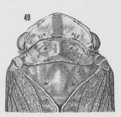 Cyrpoptus vanduzeei head and thorax from Kramer 1978