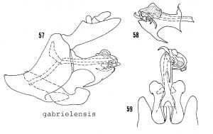 Hyplaxius gabrielensis