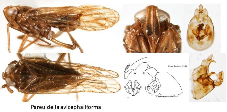 Pareuidella avicephaliforma