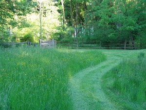 Path mowed in a backyard meadow.