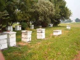 UD teaching apiary