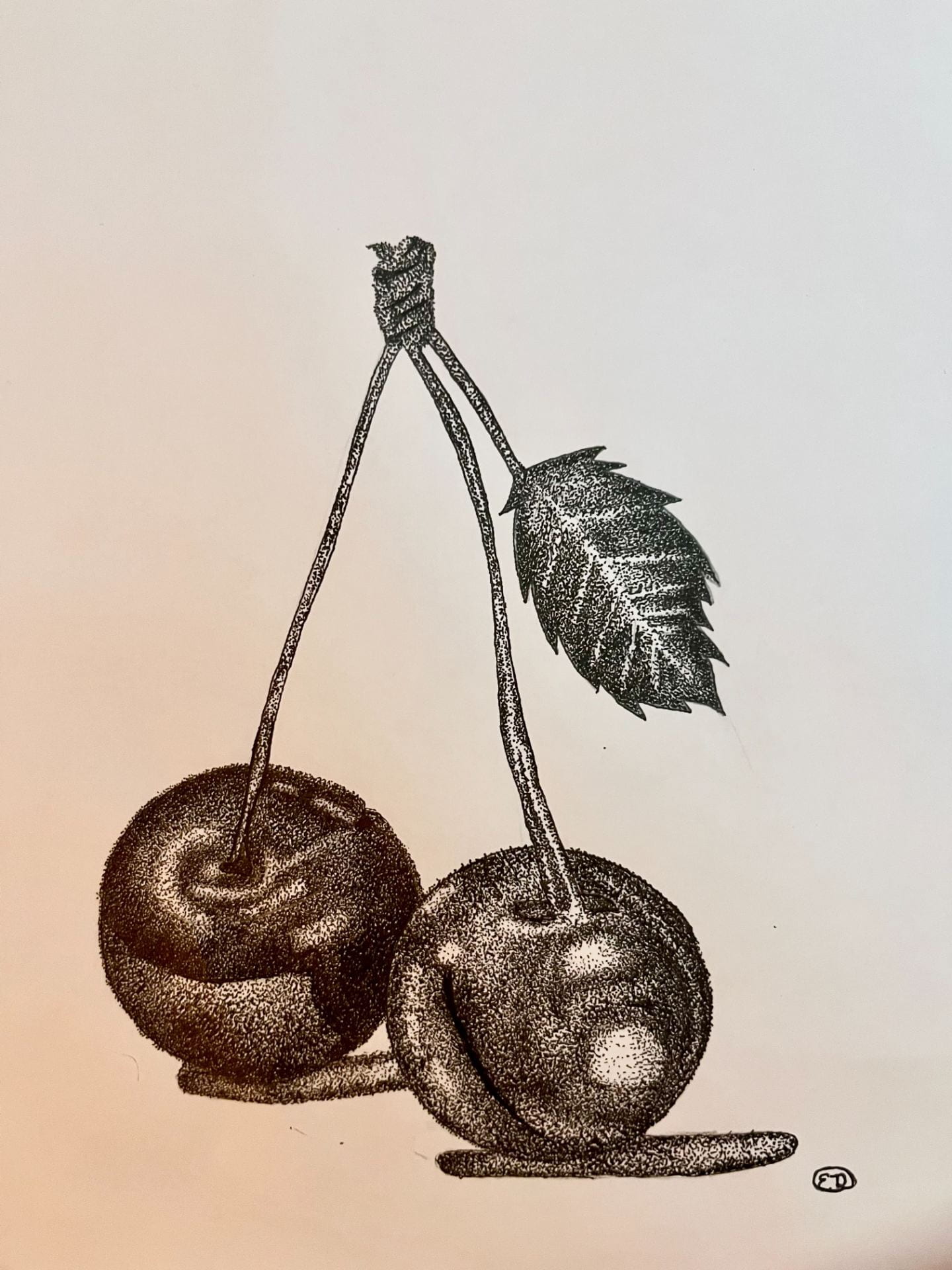 Ink drawing of two cherries