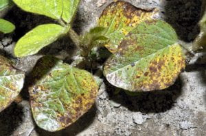 Septoria brown spot on unifoliate leaves of soybean