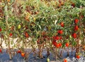 Tomato fruit on plants with dead bottom foliage
