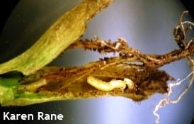 Maggots inside split stem of cantaloupe transplant