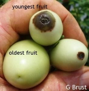 Older, larger fruit received enough Ca, but younger, smaller fruit did not