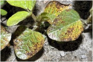 Septoria brown spot on unifoliate leaves of soybean.