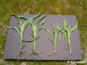 Manganese deficient corn plants (right) compared with normal corn (left)