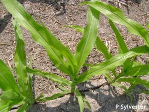 Typical interveinal chlorosis caused by manganese deficiency in corn