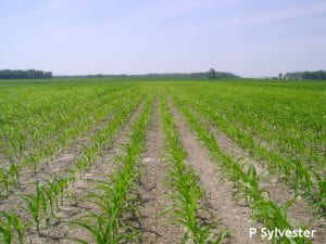Field view of Mn deficiency on corn