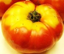 yellow shoulders on red tomato fruit