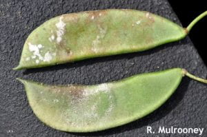 Downy mildew on the upper pod and lima bean pod rot on the lower pod.