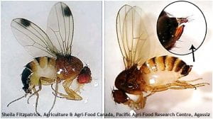 Male (left hand side) and Female (right hand side) spotted wing drosophila flies