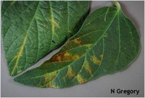 Symptoms associated with soybean vein necrosis virus.