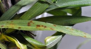 the early symptoms on leaves before jointing has occurred.