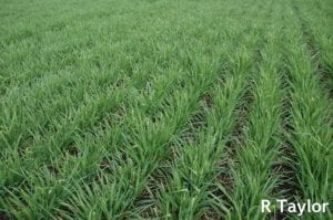 Generalized tip burn on barley subjected to freezing temperatures following renewed spring growth and nitrogen application.