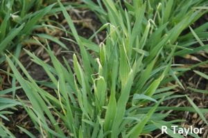 Close-up view of leaf injury caused by freezing temperatures on barley
