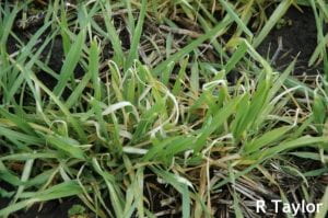 Close-up view of severity of frost damage on Mn deficient plants.