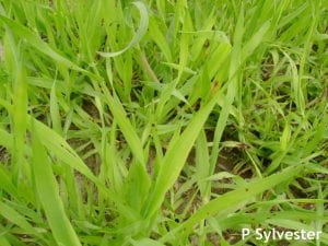 Close-up of deficient barley plants showing general chlorosis