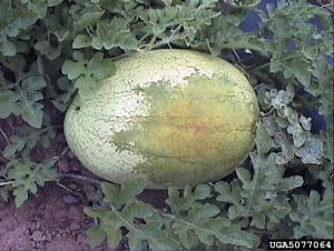Olive green water-soaked lesion on watermelon fruit.