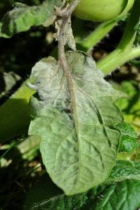 Symptoms of late blight on a tomato leaf 