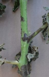 Symptoms of late blight on a tomato stem