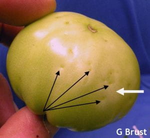 Tomato fruit with WFT ovipostion marks