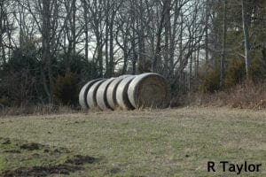 Hay (6 months post harvest) stored in round bales along wood’s edge on a dairy farm