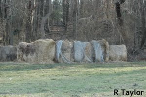 Hay stored in contact with the ground along a wood’s edge deteriorates with time.