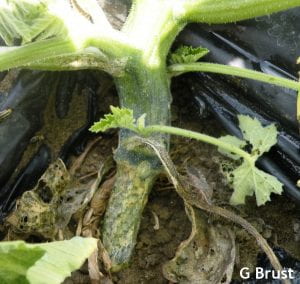 Larger cucurbit plant with feeding at its base by cucumber beetle