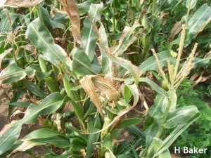 Leaf scald symptoms on fresh market sweet corn