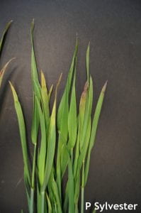 Wheat plant infected with barley yellow dwarf (BYDV-PAV).