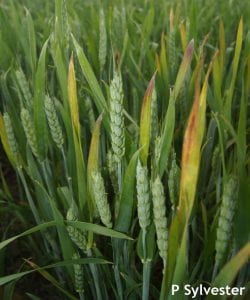 Wheat plant infected with barley yellow dwarf (BYDV-PAV).