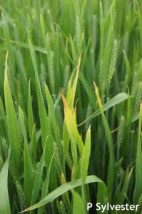 Wheat Plant infected with BYDV-PAV, CYDV-RPV, wheat spindle streak mosaic virus, and wheat soil-borne mosaic virus.