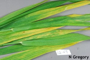 . Close up of wheat infected with BYDV-PAV, CYDV-RPV, and wheat spindle streak mosaic virus.