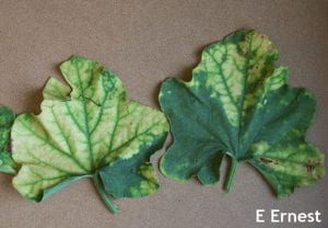 Cantaloupe leaves showing signs of salt injury, copper fungicide phytotoxicity and managanese toxicity.