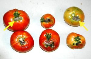Yellow striped AW damage to ripening tomato fruit. Dry (yellow arrows) and wet damage.