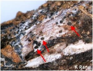 White rot (white fungus) with microsclerotia (arrows) in garlic stem
