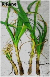 Garlic plants damaged by bulb mite feeding and invasive fungi