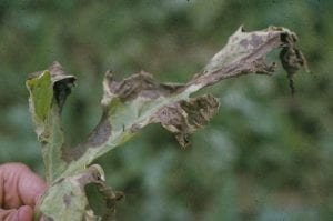 Large dark brown foliar lesions of gummy stem blight