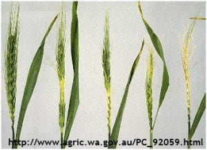 Wheat showing symptoms of frost damage.