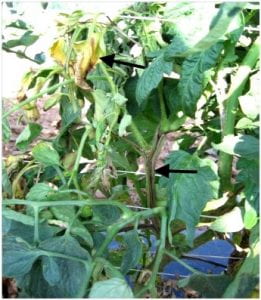 Yellow leaves and wilting of infected stem caused by tomato pith necrosis