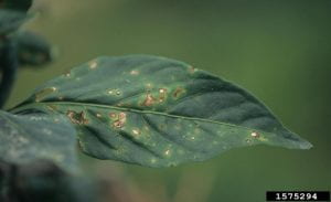 Bacterial leaf spot (Xanthomonas vesicatoria) on sweet pepper