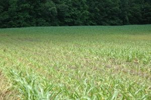 impact of denitrification loss of N on corn