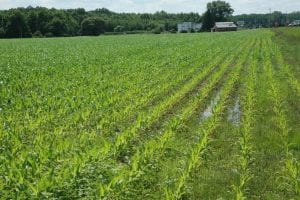 impact of denitrification loss of N on corn