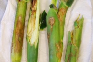 Corn with symptoms of bacterial stalk rot.