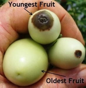 Older larger fruit received enough Ca, but younger (smaller) fruit did not