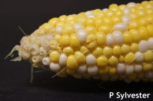 Sweet corn ear with split kernels