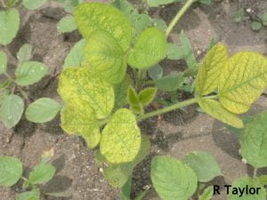 Interveinal chlorosis of the upper younger leaves on soybean typical of manganese deficiency.
